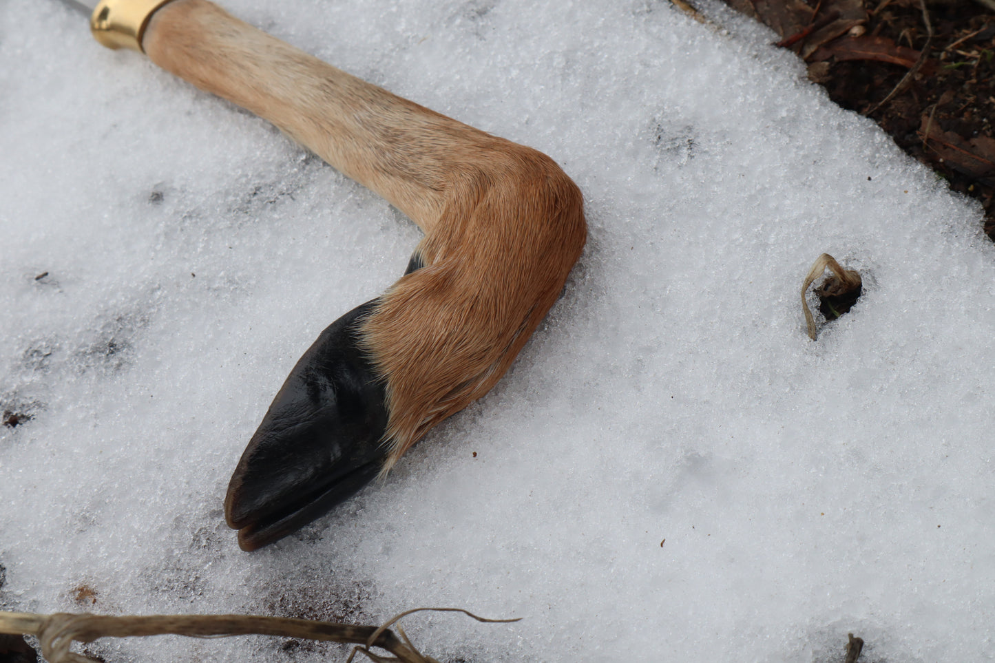 Whitetail Deer Hoof Hatchet with Leather Sheath