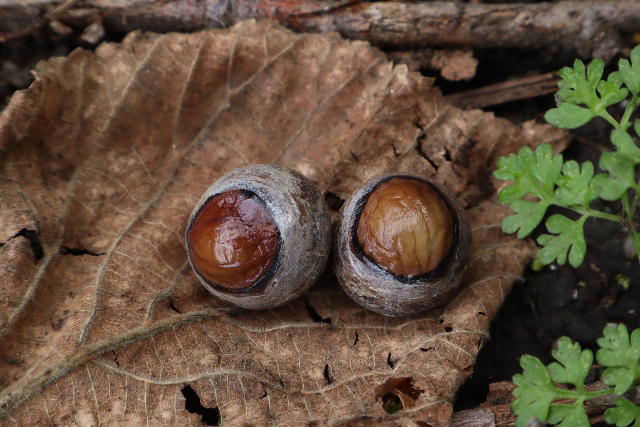 Dry Preserved Chihuahua Eyeballs