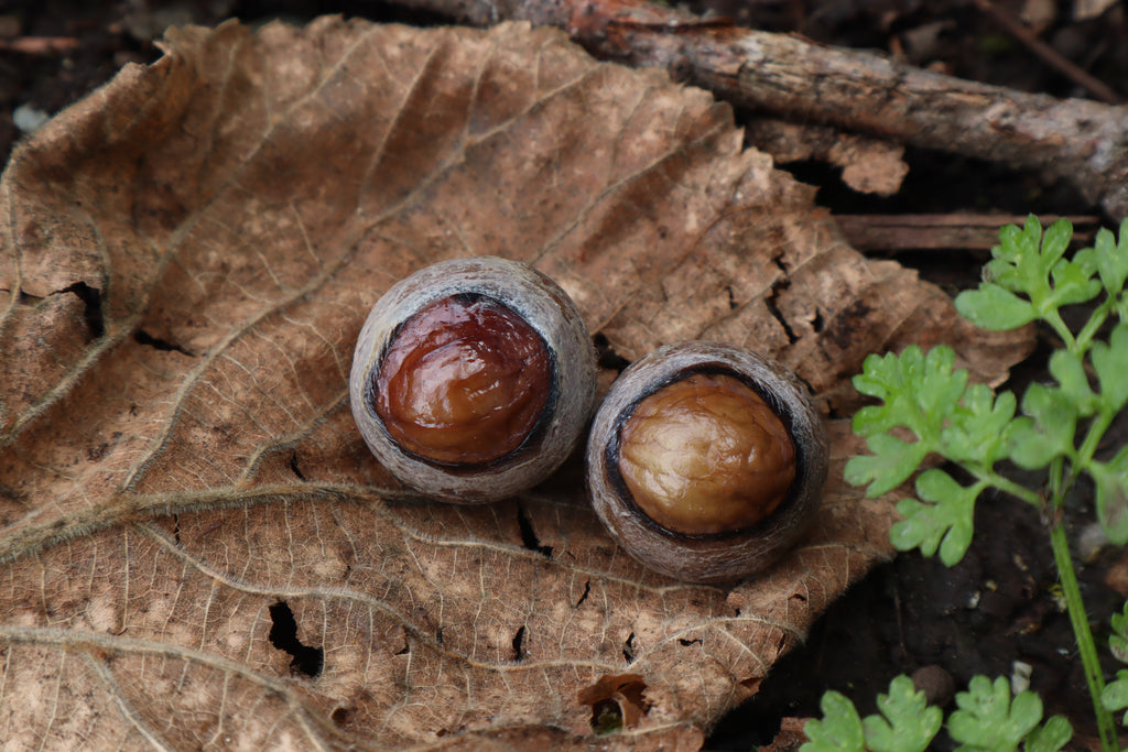 Dry Preserved Chihuahua Eyeballs