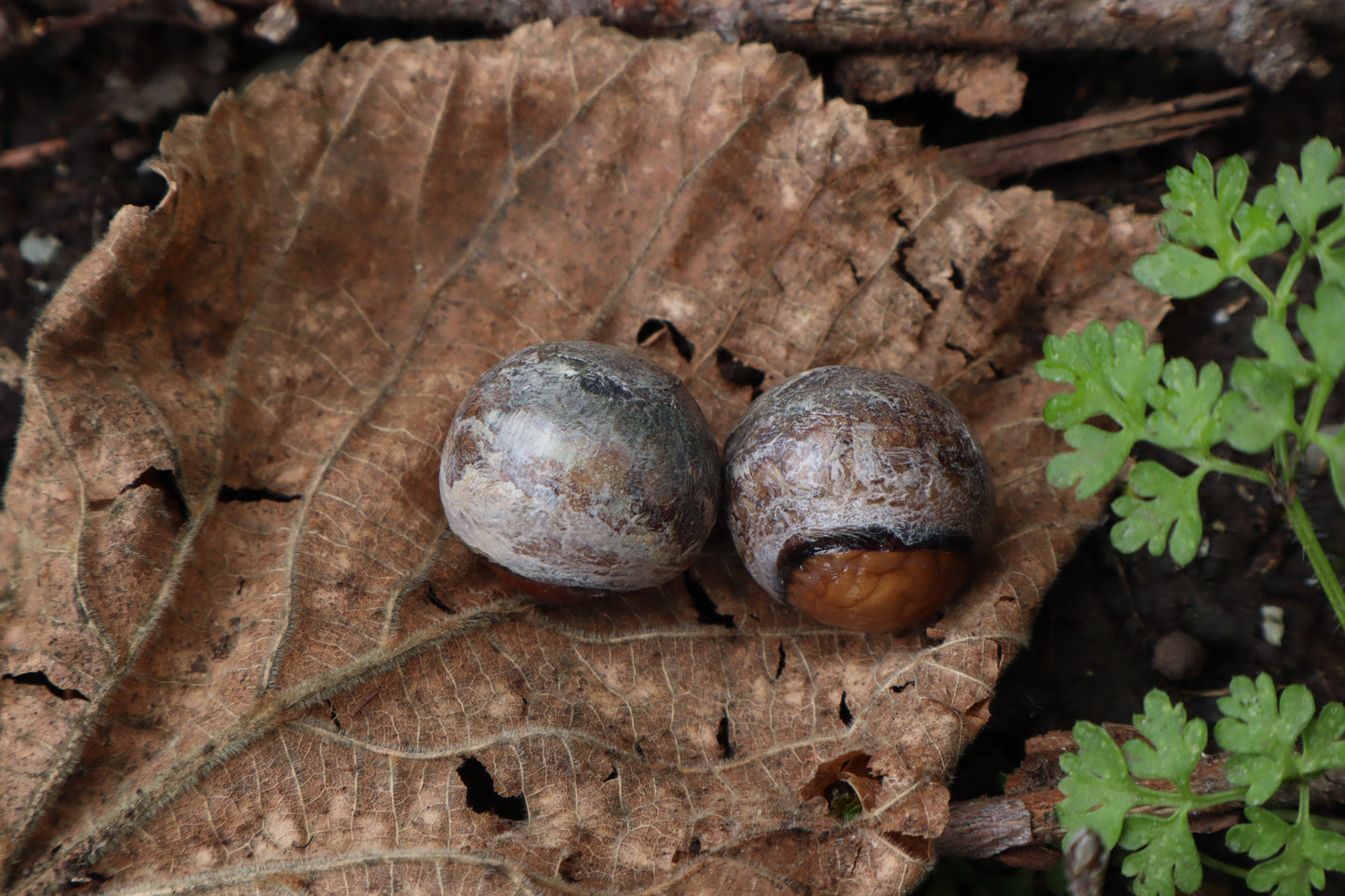 Dry Preserved Chihuahua Eyeballs