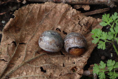 Dry Preserved Chihuahua Eyeballs