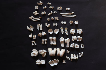Wallaby Skeleton for Articulation