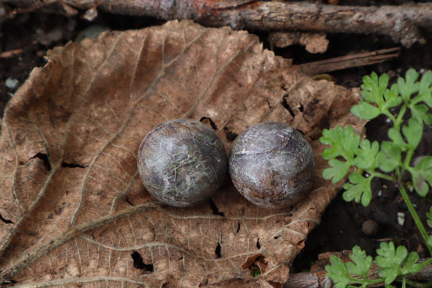 Dry Preserved Chihuahua Eyeballs