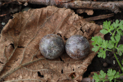 Dry Preserved Chihuahua Eyeballs