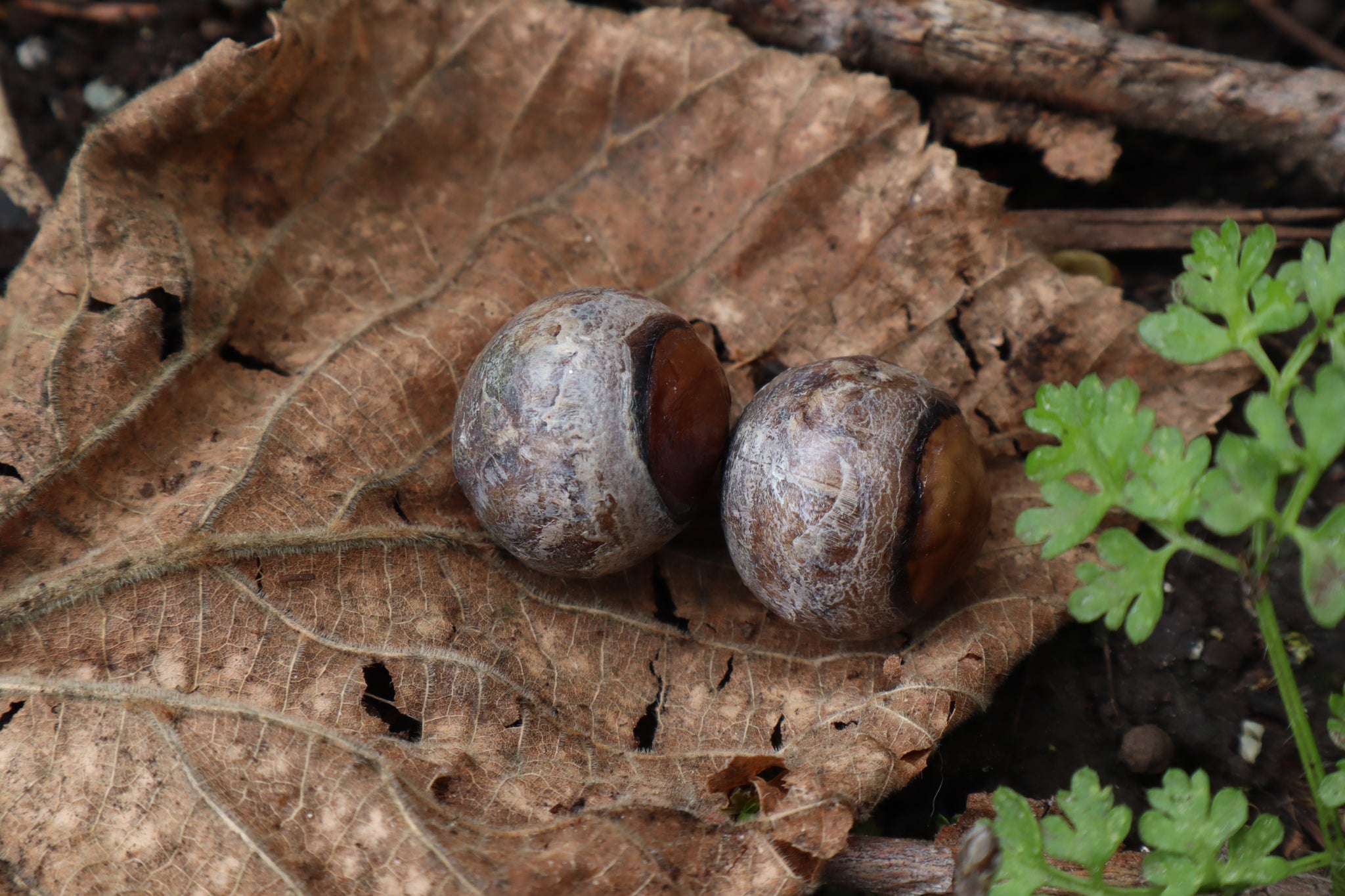 Dry Preserved Chihuahua Eyeballs