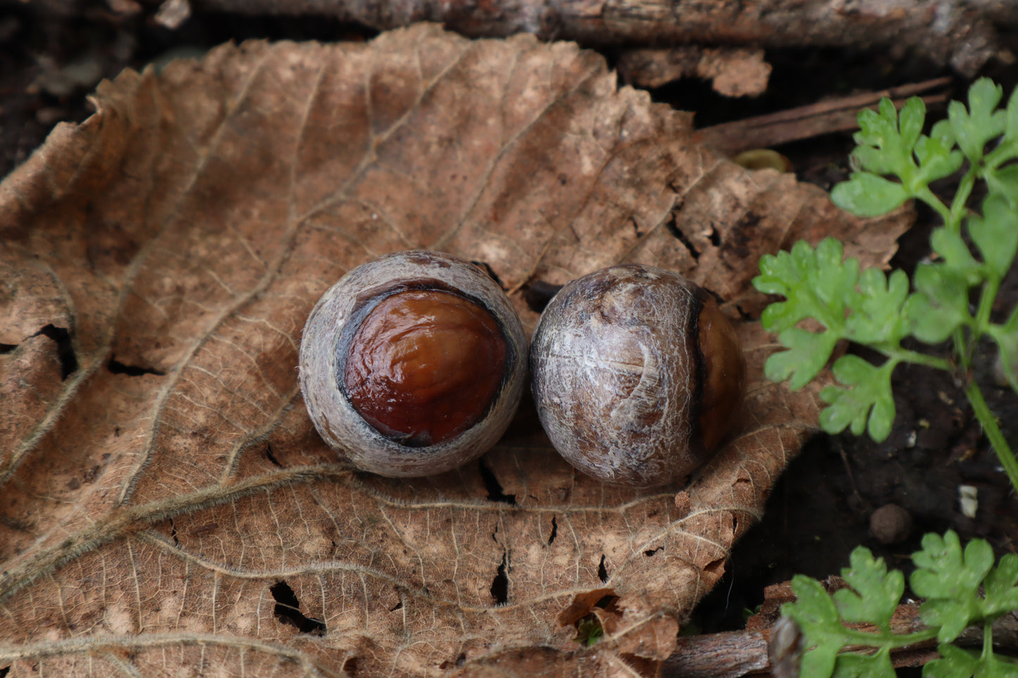 Dry Preserved Chihuahua Eyeballs