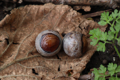 Dry Preserved Chihuahua Eyeballs