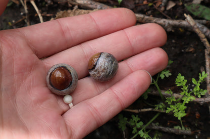 Dry Preserved Chihuahua Eyeballs