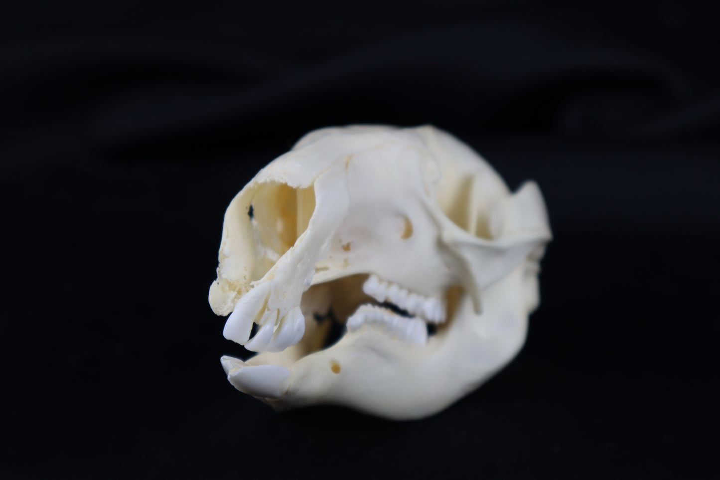 Wallaby Skeleton for Articulation