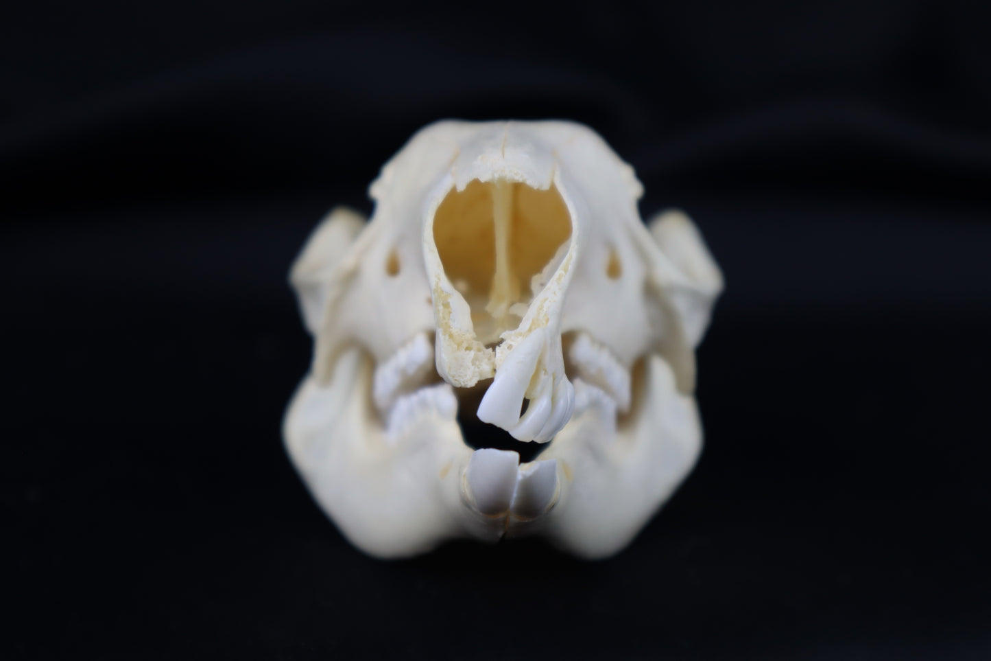 Wallaby Skeleton for Articulation