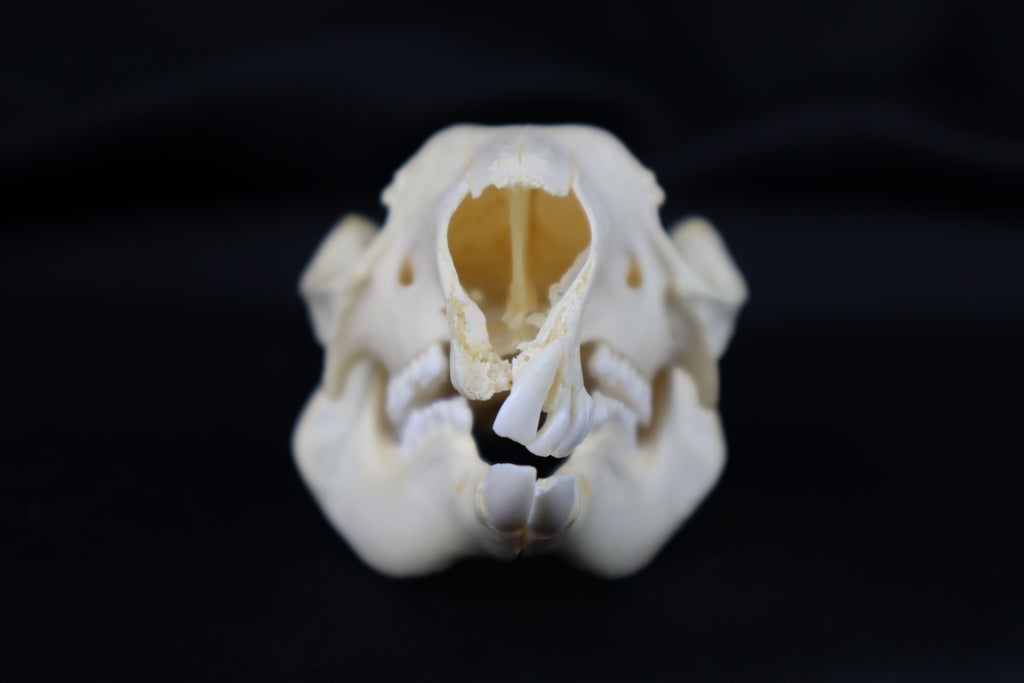 Wallaby Skeleton for Articulation
