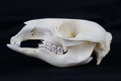 Wallaby Skeleton for Articulation