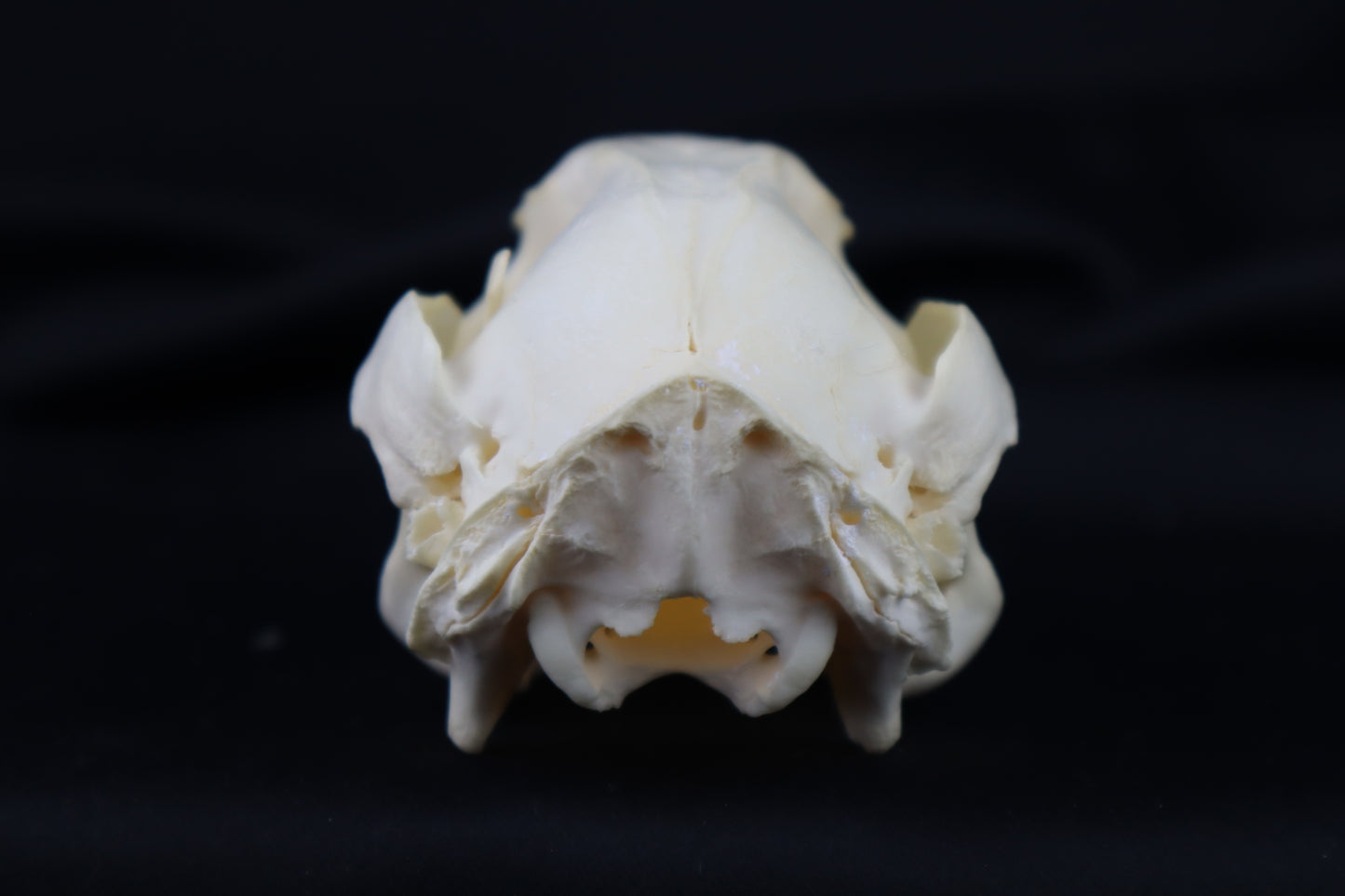 Wallaby Skeleton for Articulation
