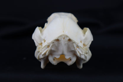 Wallaby Skeleton for Articulation