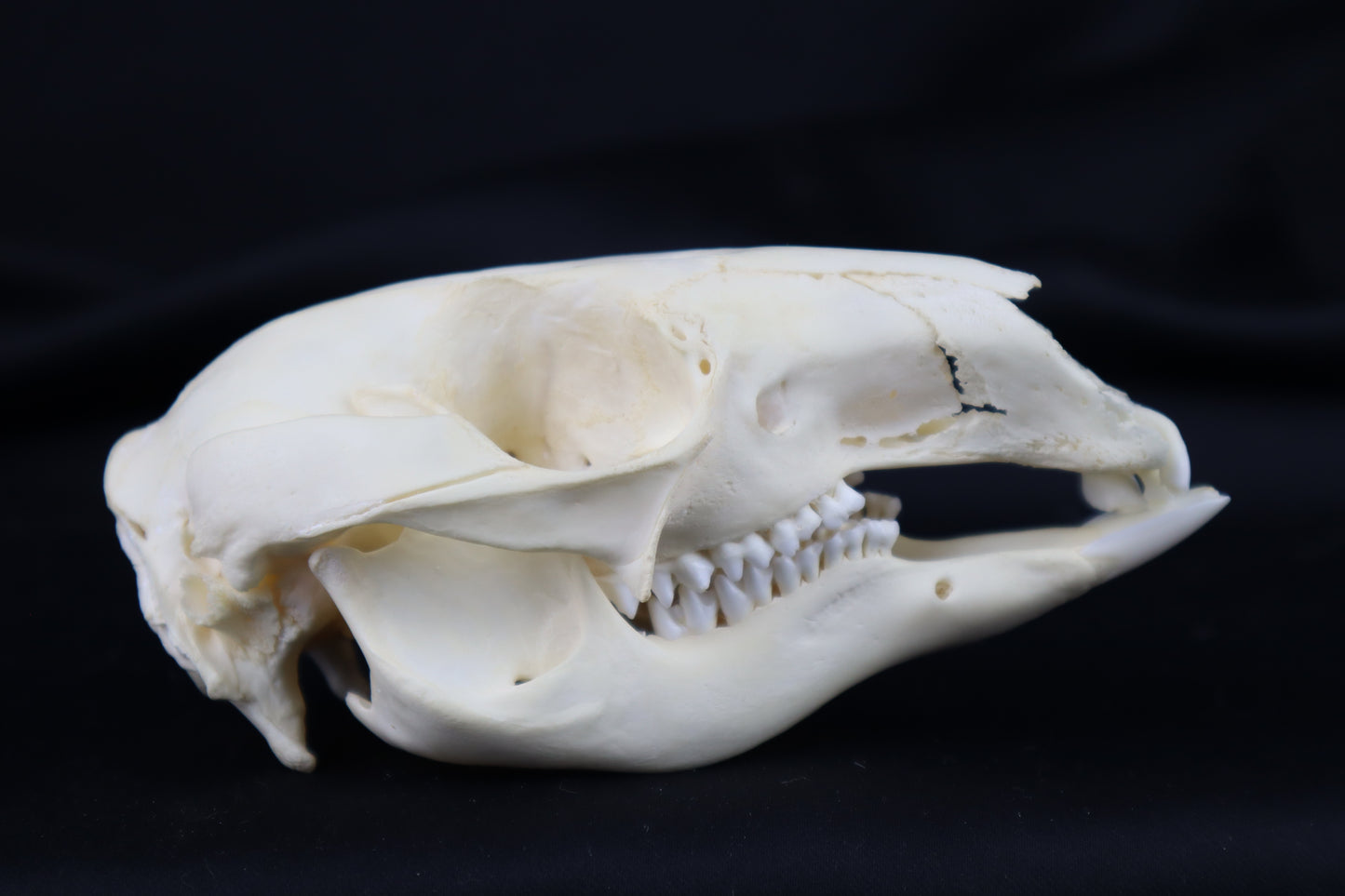 Wallaby Skeleton for Articulation