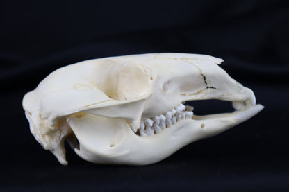 Wallaby Skeleton for Articulation