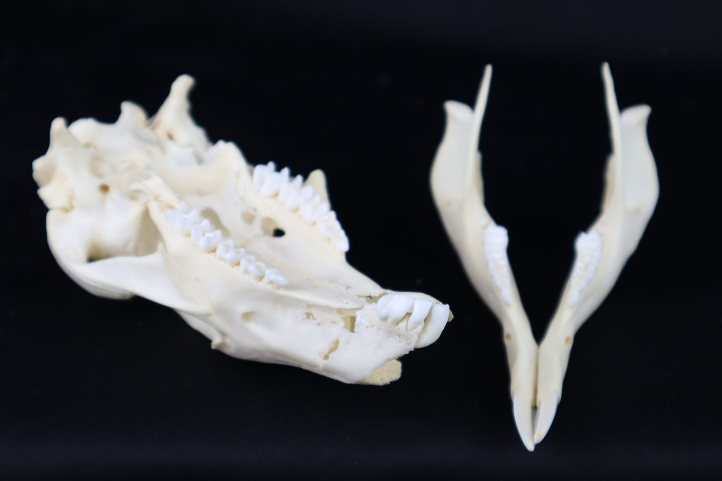Wallaby Skeleton for Articulation