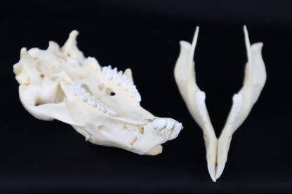 Wallaby Skeleton for Articulation