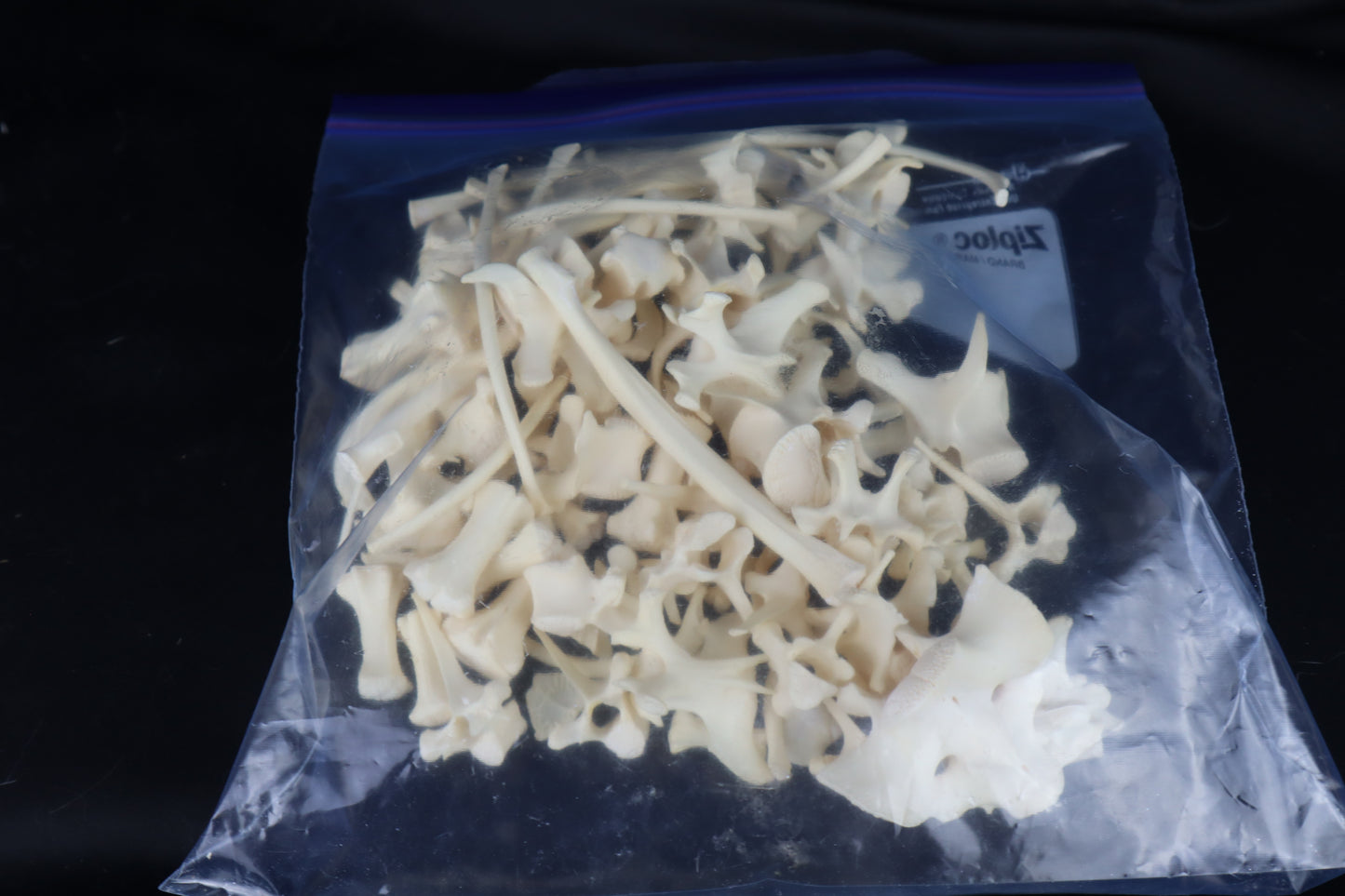 Wallaby Skeleton for Articulation