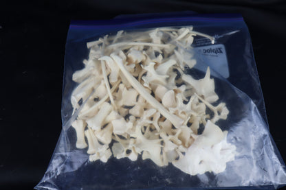 Wallaby Skeleton for Articulation