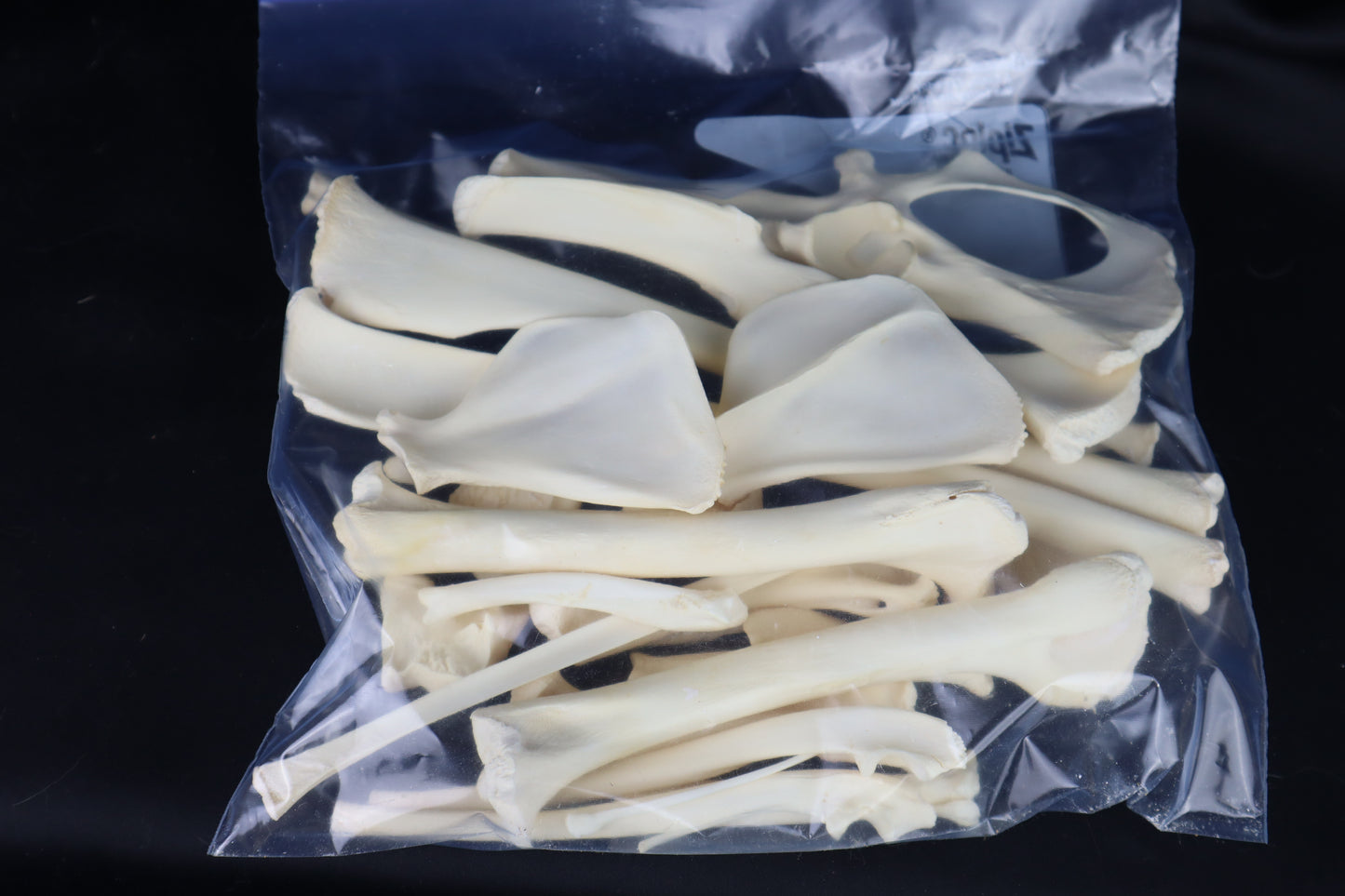 Wallaby Skeleton for Articulation