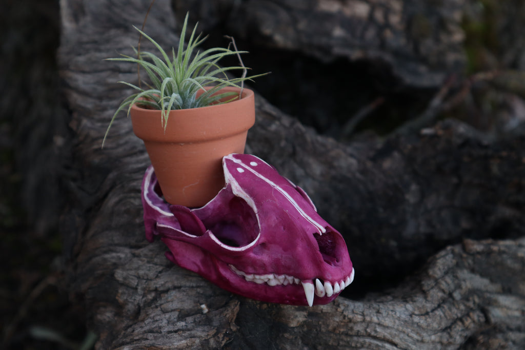 Naturally Stained Raccoon Skull Planter with Purple Ionantha