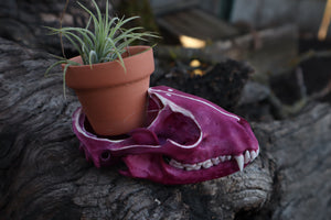 Naturally Stained Raccoon Skull Planter with Purple Ionantha