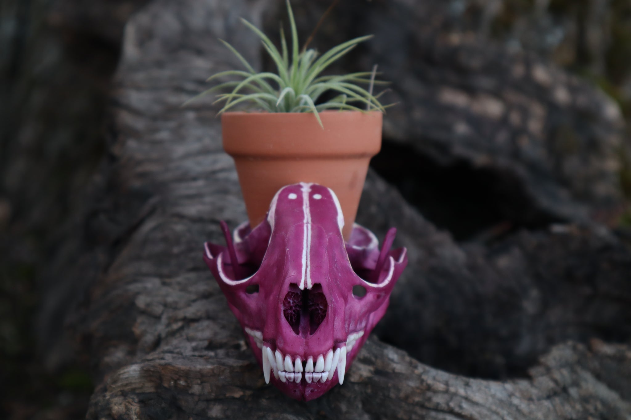 Naturally Stained Raccoon Skull Planter with Purple Ionantha