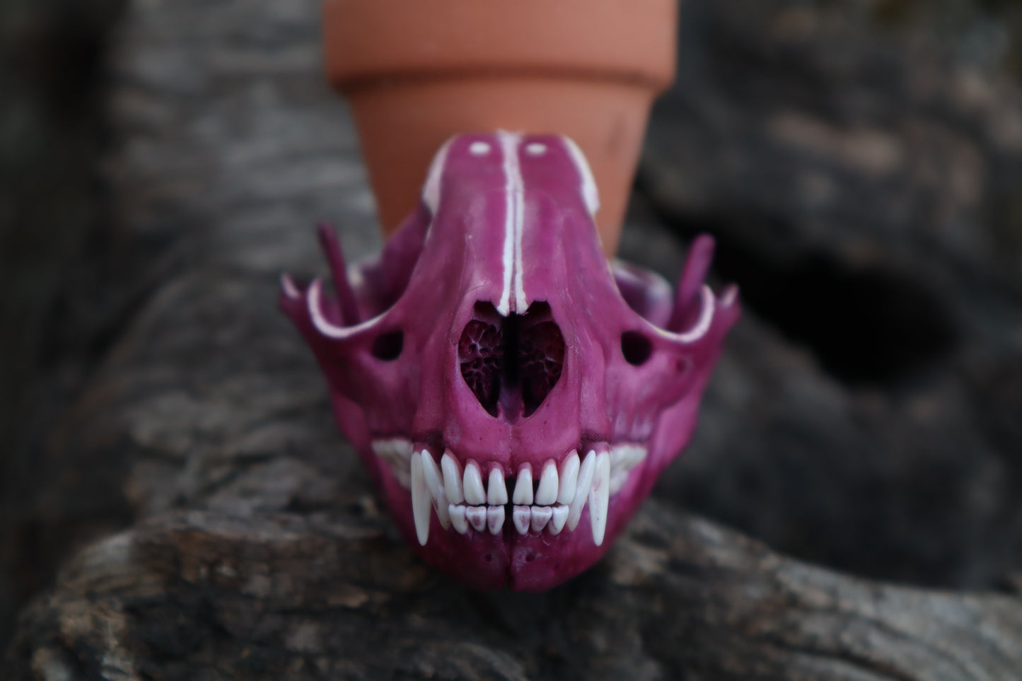 Naturally Stained Raccoon Skull Planter with Purple Ionantha