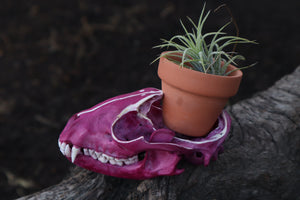 Naturally Stained Raccoon Skull Planter with Purple Ionantha