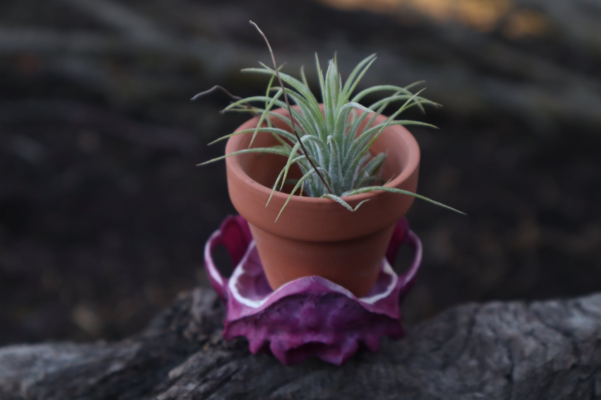 Naturally Stained Raccoon Skull Planter with Purple Ionantha