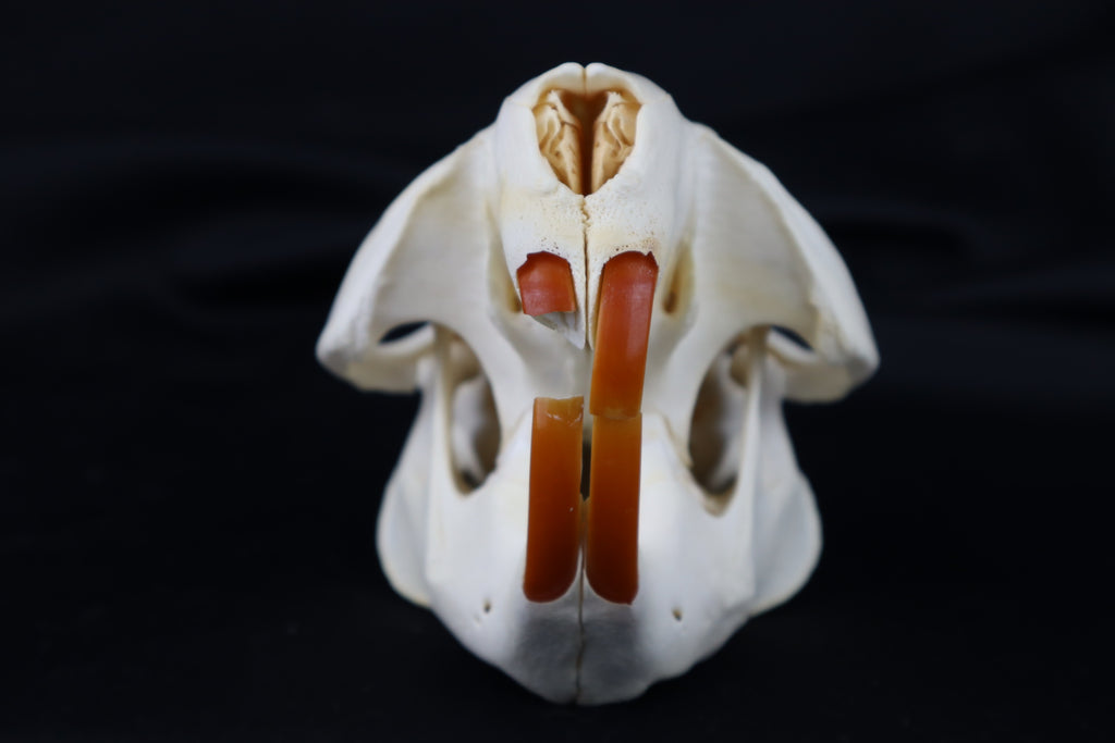 Pathological Beaver Skull