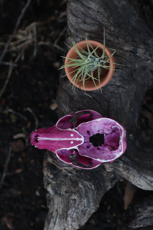 Naturally Stained Raccoon Skull Planter with Purple Ionantha