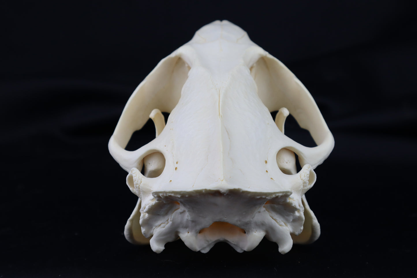 Pathological Beaver Skull