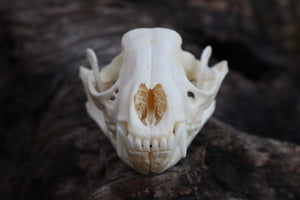 Craft Carved Raccoon Skull