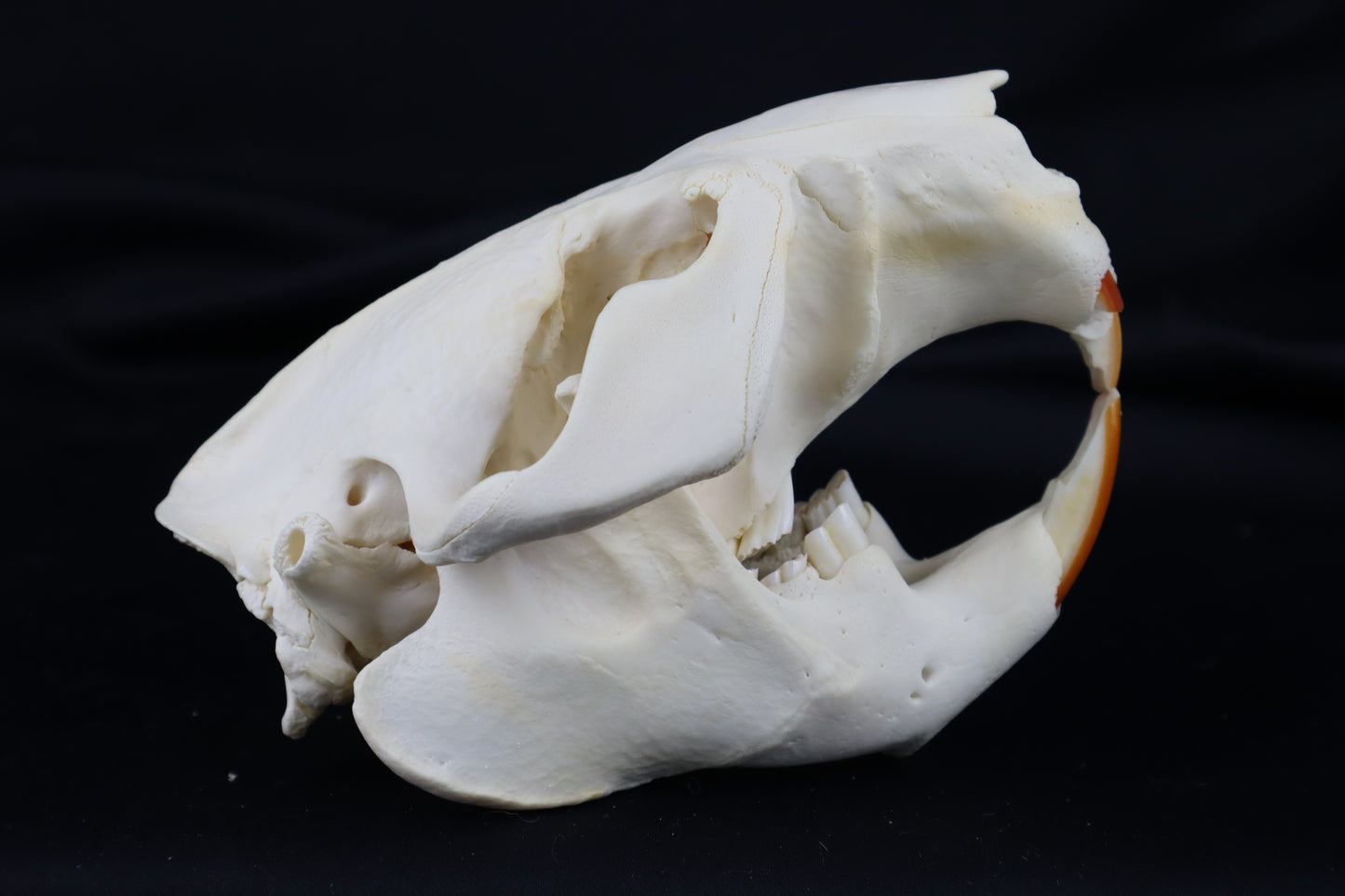 Pathological Beaver Skull