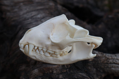 Craft Carved Raccoon Skull