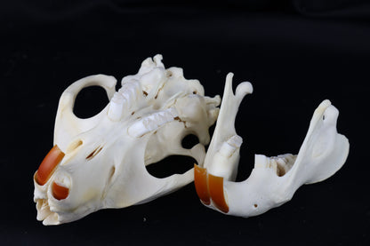Pathological Beaver Skull