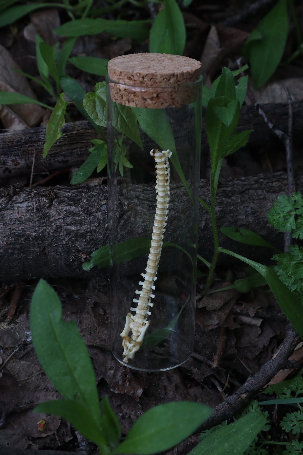 Piglet Spinal Column Articulation