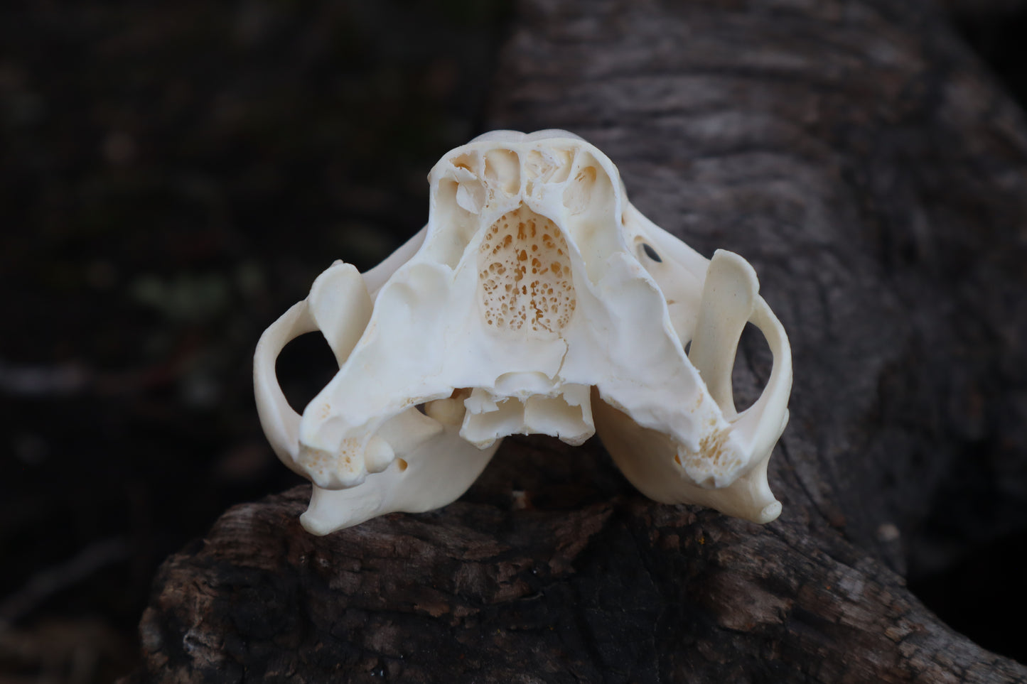 Craft Carved Raccoon Skull