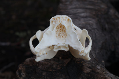 Craft Carved Raccoon Skull
