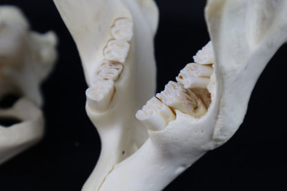 Pathological Beaver Skull
