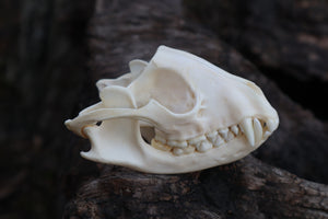 Craft Carved Raccoon Skull
