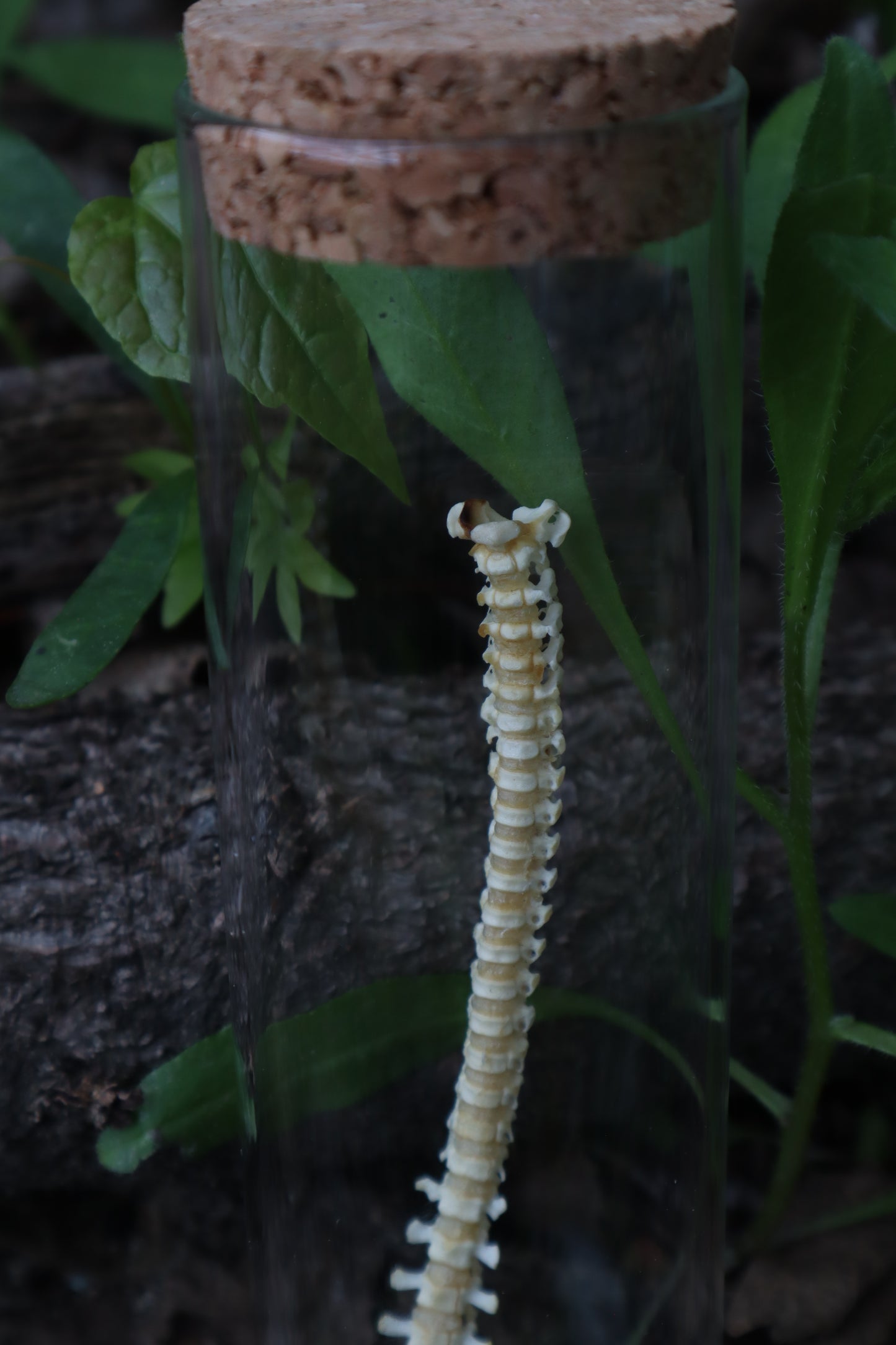 Piglet Spinal Column Articulation