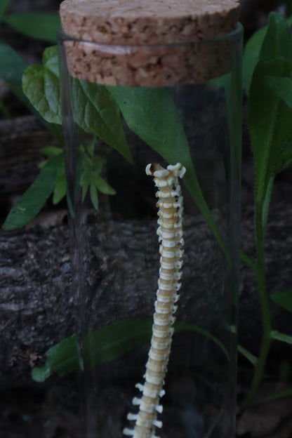 Piglet Spinal Column Articulation