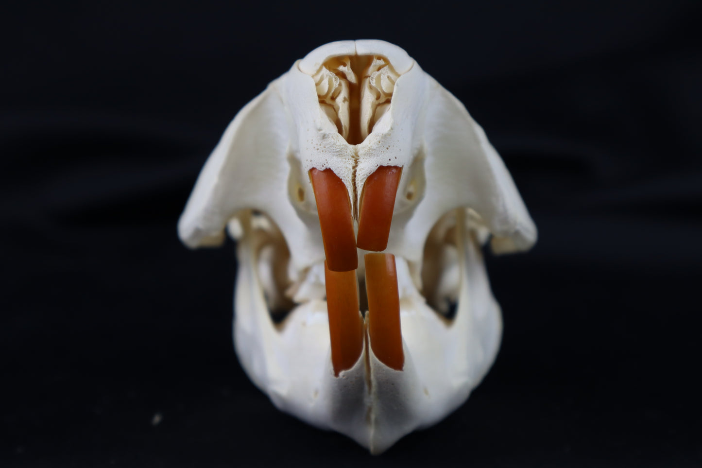 Juvenile Beaver Skull