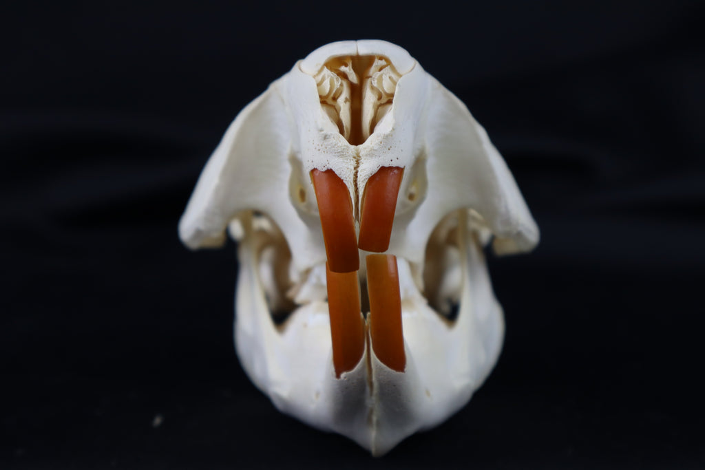 Juvenile Beaver Skull