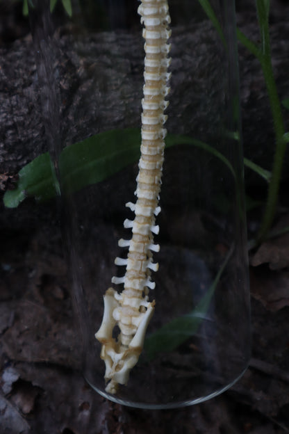 Piglet Spinal Column Articulation