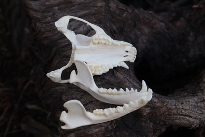 Craft Carved Raccoon Skull