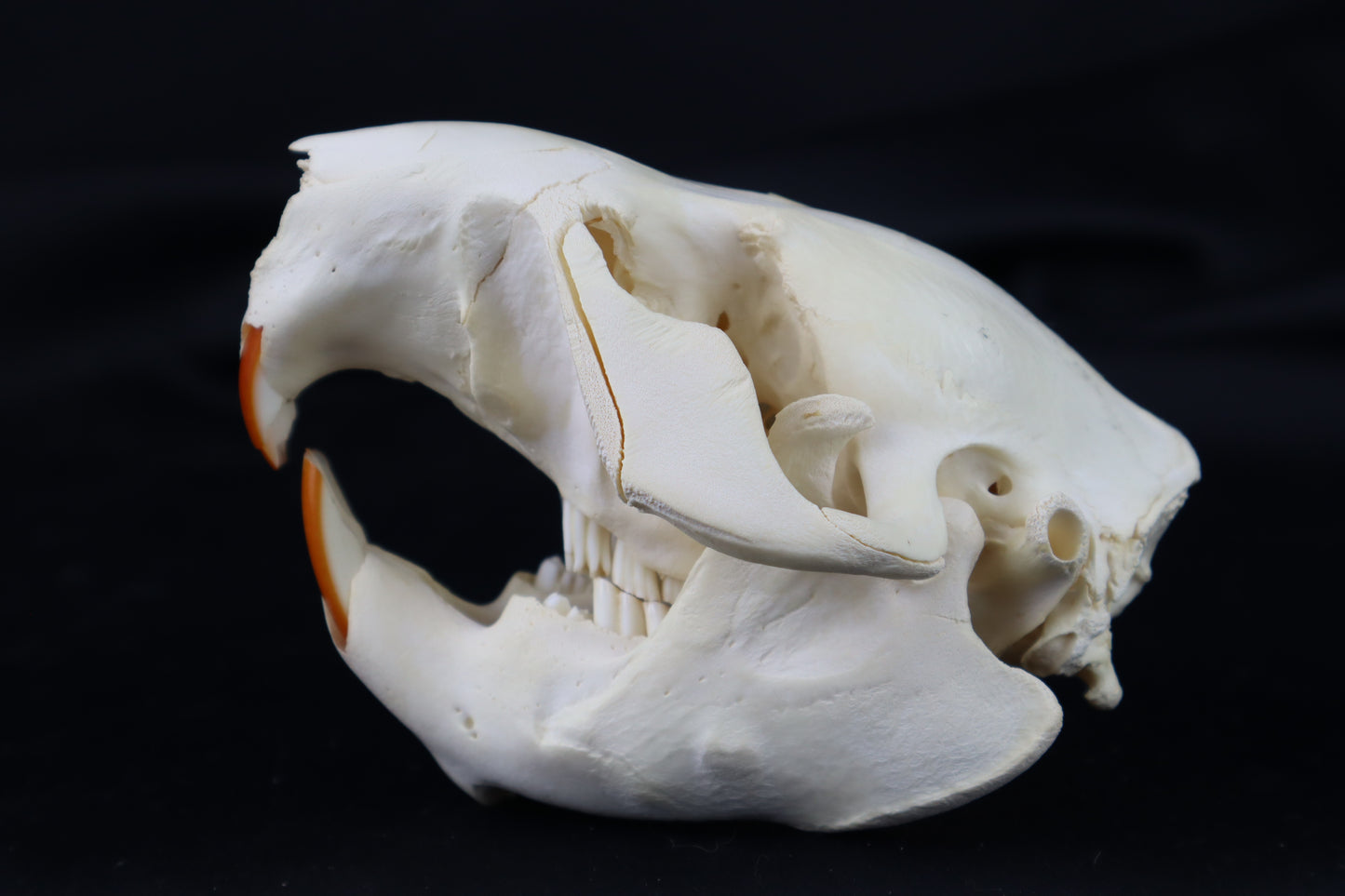 Juvenile Beaver Skull